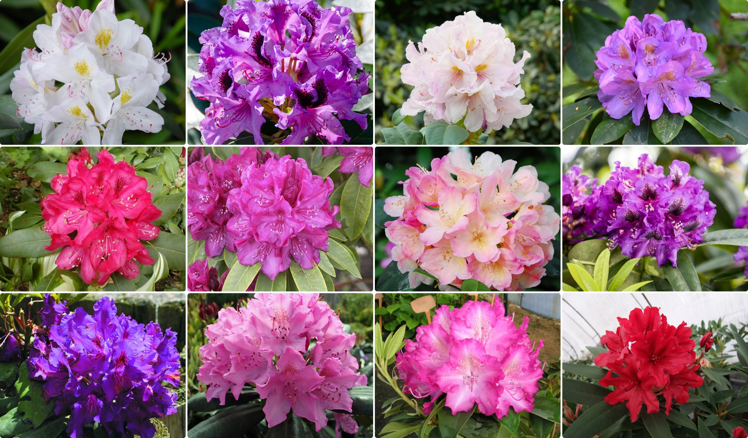 rododendron baner